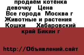 продаём котёнка девочку › Цена ­ 6 500 - Все города, Москва г. Животные и растения » Кошки   . Хабаровский край,Бикин г.